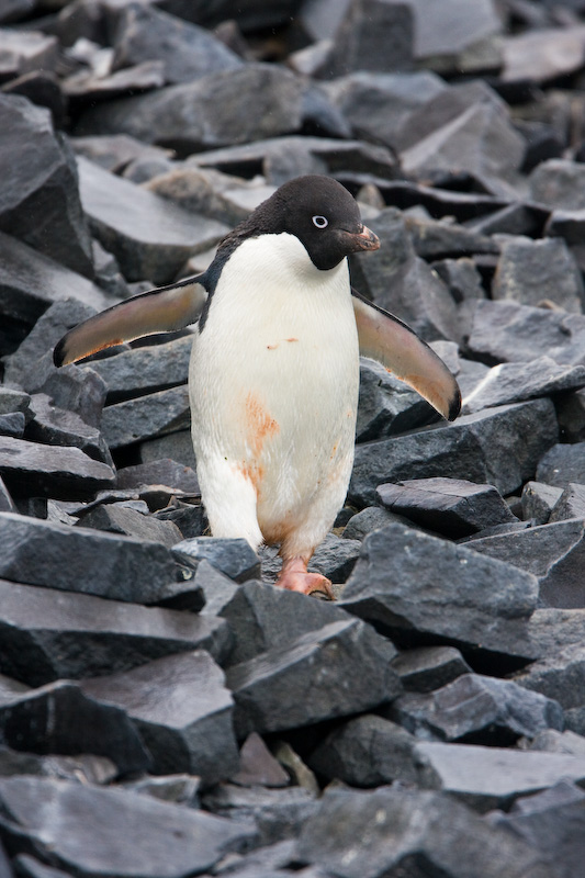 Adélie Penguin